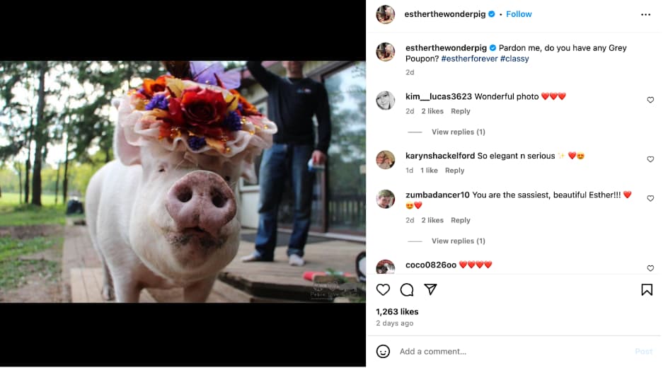 esther the wonder pig - pet influencer